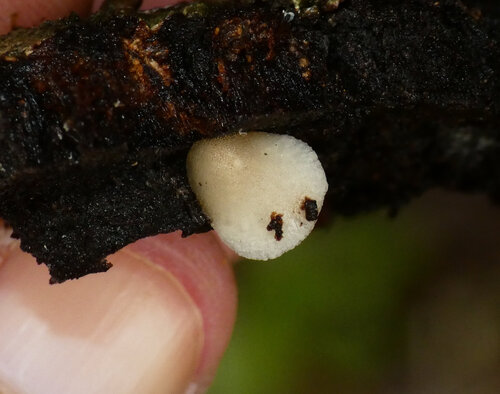 灰拟奥德蘑(Hohenbuehelia grisea) 真实照片 · 拍摄者:davidenrique