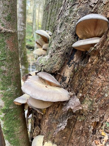 紫拟奥德蘑(Hohenbuehelia violacea) 真实照片 · 拍摄者:kimberly0310
