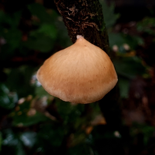 黄齿菌(Hydnum flavum) 真实照片 · 拍摄者:eduard0o0