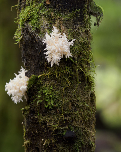 红齿菌(Hydnum rubrum) 真实照片 · 拍摄者:leitchbird