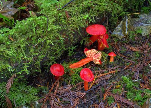 红蜡伞(Hygrocybe coccinea) 真实照片 · 拍摄者:drdick98229