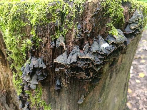 灰锈革菌(Hymenochaete grisea) 真实照片 · 拍摄者:mariya46220