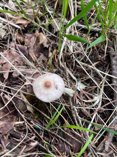 灰丝盖伞(Inocybe grisea) 真实照片 · 拍摄者:ellajo129