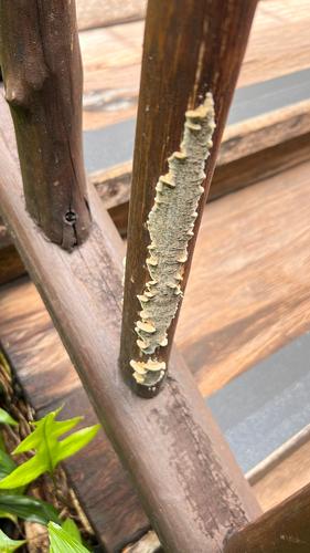 黄耙齿菌(Irpex flavus) 真实照片 · 拍摄者:fo12071saowanit