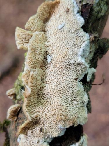 白耙齿菌(Irpex lacteus) 真实照片 · 拍摄者:naturezoom