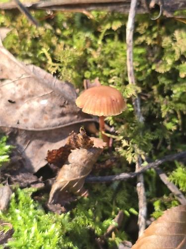 白蜡蘑(Laccaria alba) 真实照片 · 拍摄者:stevilkinevil