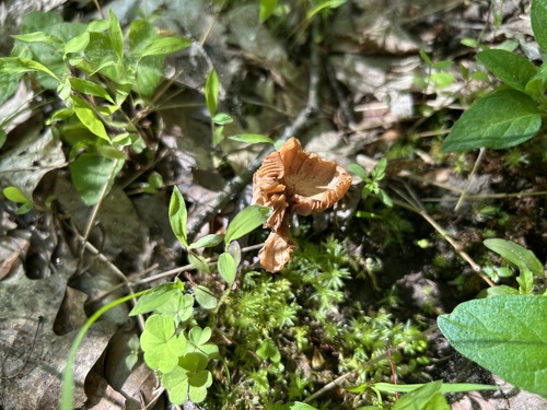 紫蜡蘑(Laccaria violacea) 真实照片 · 拍摄者:jarod_albrecht