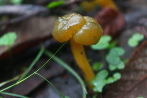 黄锤舌菌(Leotia flava) 真实照片 · 拍摄者:meialamoss