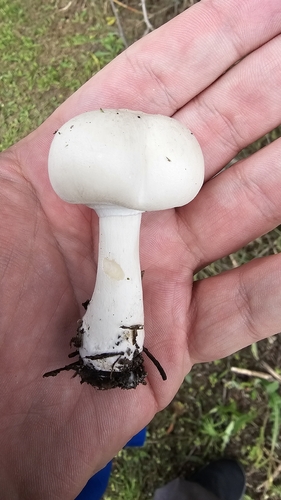 白环柄菇(Leucoagaricus leucothites) 真实照片 · 拍摄者:maximefiset