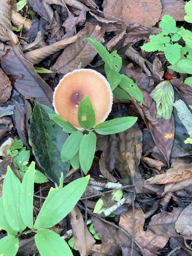 红环柄菇(Leucoagaricus rubrotinctus) 真实照片 · 拍摄者:malleable_rock