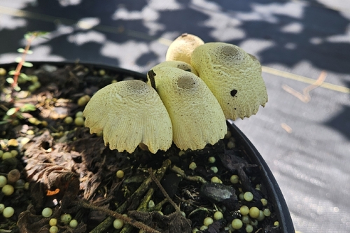 紫环柄菇(Leucoagaricus violaceus) 真实照片 · 拍摄者:cadaverine