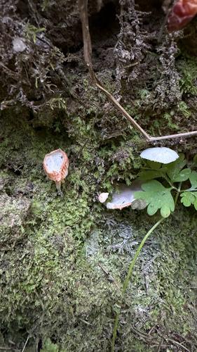 红微皮伞(Marasmiellus rufus) 真实照片 · 拍摄者:brieisbug