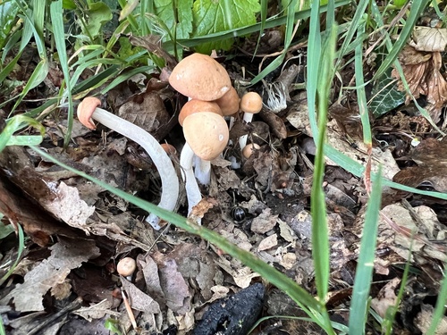 红小皮伞(变种)(Marasmius rufus var.) 真实照片 · 拍摄者:fihu