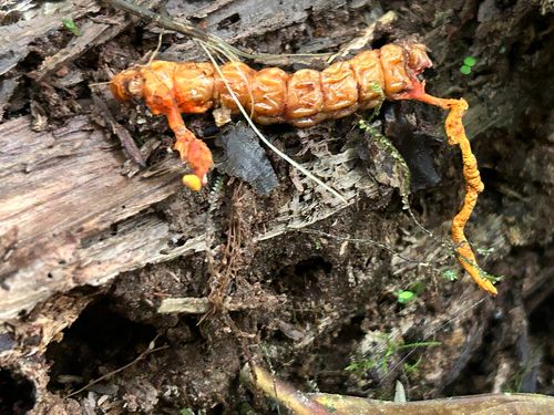白异虫草(Metacordyceps alba) 真实照片 · 拍摄者:adelynsmith