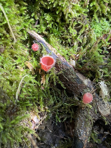 红小杯菌(Microstoma rufa) 真实照片 · 拍摄者:showmemowildlife