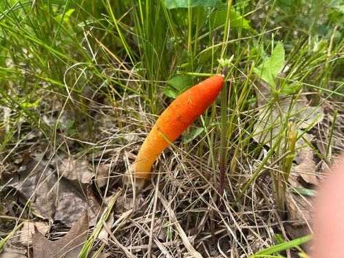 红蛇头菌(Mutinus rufus) 真实照片 · 拍摄者:gdbar