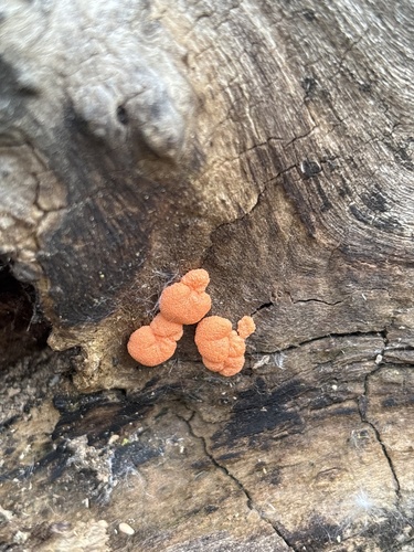 黄丛赤壳(Nectria flava) 真实照片 · 拍摄者:andrewhansen1999