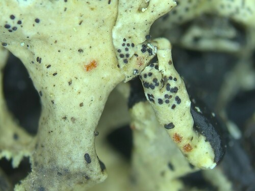 黄柱赤壳(Nectriella flava) 真实照片 · 拍摄者:vieda