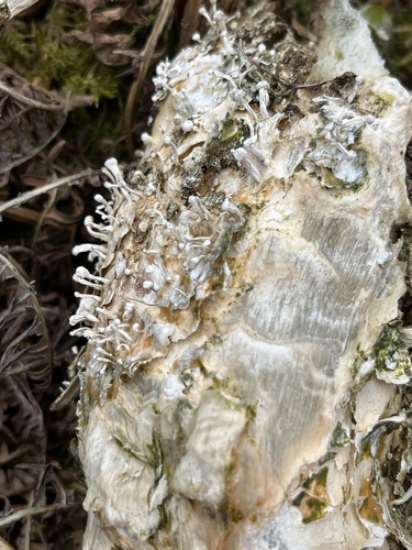 黄蝠蛾菌(Onygena flavus) 真实照片 · 拍摄者:rangermartin