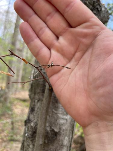 黑线虫草(Ophiocordyceps nigra) 真实照片 · 拍摄者:timdoesnthavemushroom