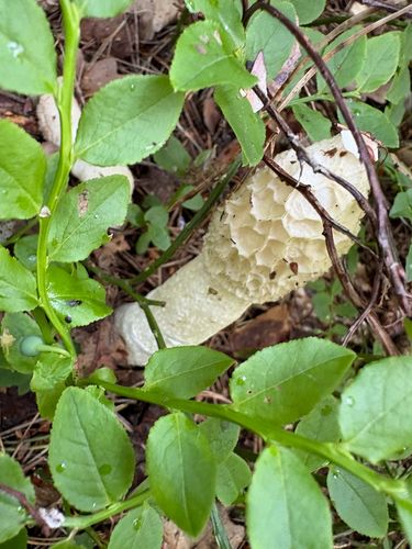 黄鬼笔(Phallus flavus) 真实照片 · 拍摄者:junton