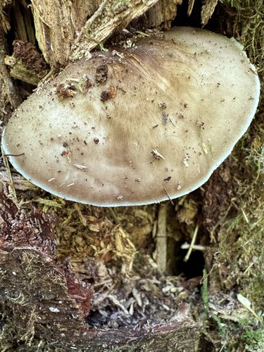 红灰光柄菇(Pluteus rufus) 真实照片 · 拍摄者:qmulder
