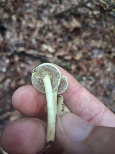 白裸盖菇(Psilocybe alba) 真实照片 · 拍摄者:mangoblatt