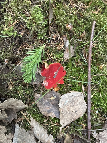 红肉杯菌(Sarcoscypha rufa) 真实照片 · 拍摄者:ari_suhonen