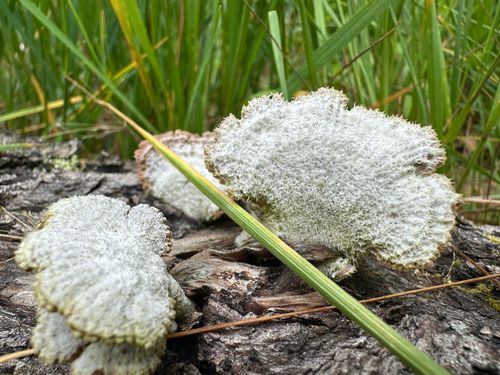 紫裂褶菌(Schizophyllum violaceum) 真实照片 · 拍摄者:mefanik1982