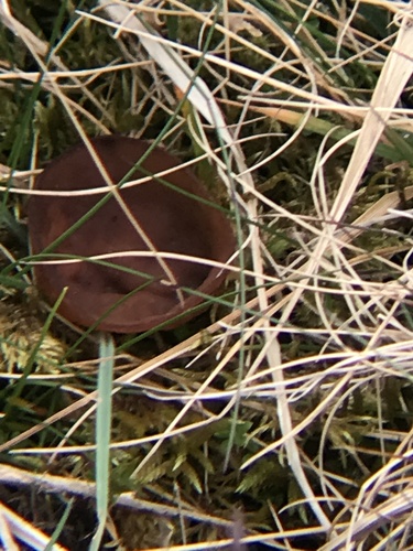 白核盘菌(Sclerotinia alba) 真实照片 · 拍摄者:alexrdpayne