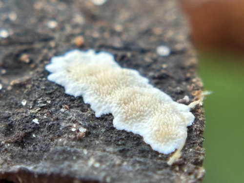 黄丝齿菌(Steccherinum ochraceum) 真实照片 · 拍摄者:carolinabean