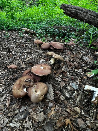 野生大球盖菇(Stropharia rugosoannulata) 真实照片 · 拍摄者:lockeinmeadow