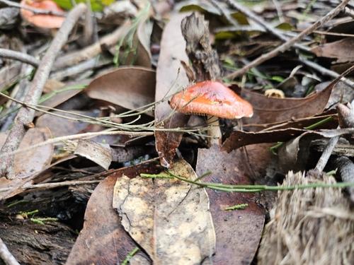 紫球盖菇(Stropharia violacea) 真实照片 · 拍摄者:lumino