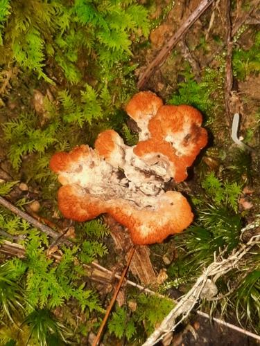 白革菌(Thelephora pallida) 真实照片 · 拍摄者:tomandjill