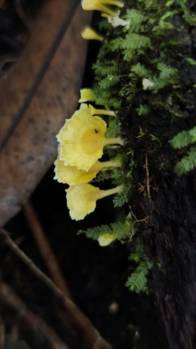 黄革菌(Thelephora sp.) 真实照片 · 拍摄者:crlsvqz89