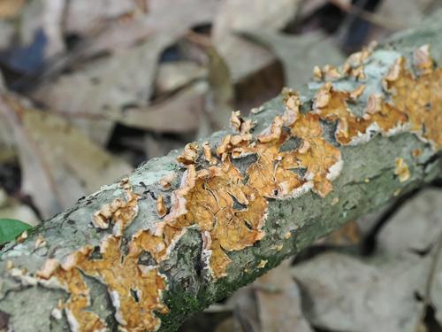 紫革菌(Thelephora violacea) 真实照片 · 拍摄者:lauren_penney