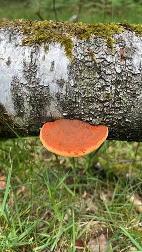 朱红栓孔菌(Trametes cinnabarina) 真实照片 · 拍摄者:brechtverstraete