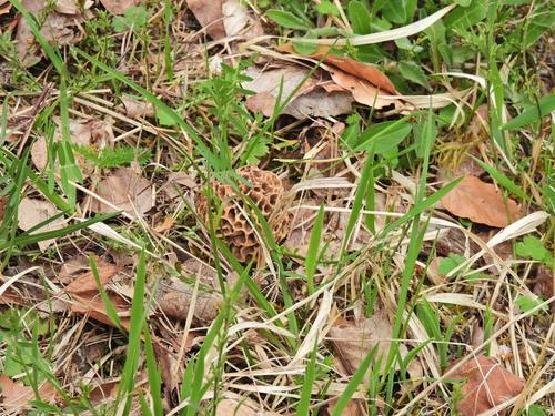 羊肚菌(Morchella esculenta) 真实照片 · 拍摄者:anaarenaria