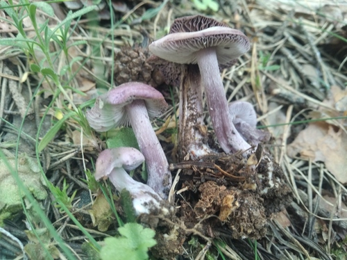 洁小菇(Mycena pura) 真实照片 · 拍摄者:laurasanchezjimenez