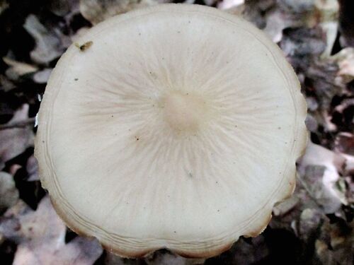 卵孢小奥德蘑(Hymenopellis radicata) 真实照片 · 拍摄者:peter_csonka