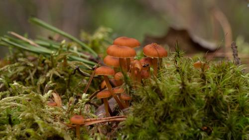雷丸(Omphalia lapidescens) 真实照片 · 拍摄者:tatianakirova