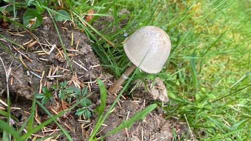 狗尿苔(Panaeolus semiovatus) 真实照片 · 拍摄者:dillowrobert