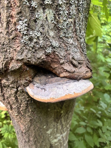 桑黄(Phellinus igniarius) 真实照片 · 拍摄者:svstrizh