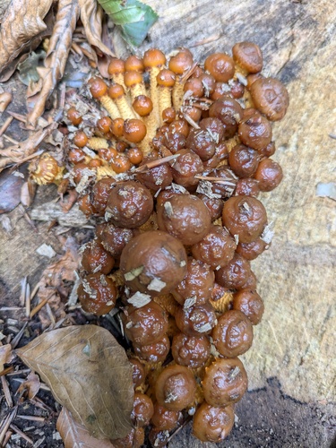 黄伞(Pholiota adiposa) 真实照片 · 拍摄者:nand4