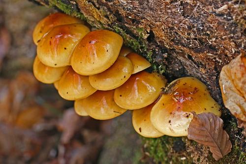滑子菇(Pholiota microspora) 真实照片 · 拍摄者:kat_ohmori