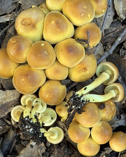 丝盖伞(Pholiotina sp.) 真实照片 · 拍摄者:abcdefgewing