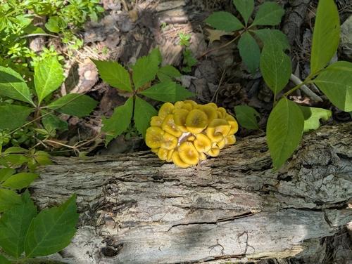 金顶侧耳(Pleurotus citrinopileatus) 真实照片 · 拍摄者:dtanzer