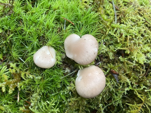 白花菇(Pleurotus sp.) 真实照片 · 拍摄者:perki2