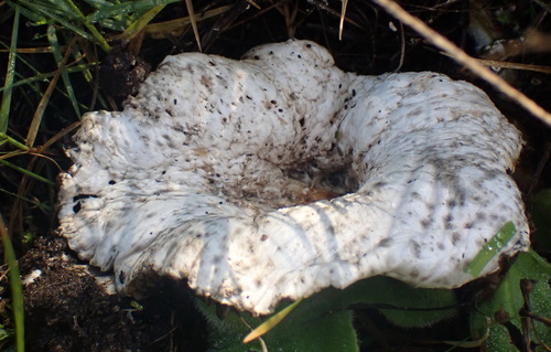 凤尾菇(Pleurotus sajor-caju) 真实照片 · 拍摄者:nicky