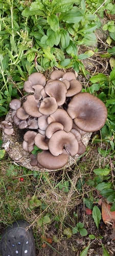 橙红侧耳(Pleurotus salmoneo-stramineus) 真实照片 · 拍摄者:helmar3